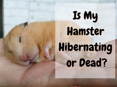 Is my hamster dead or just hibernating?