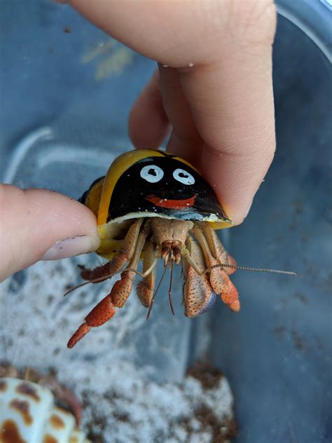 Is my hermit crab blind?