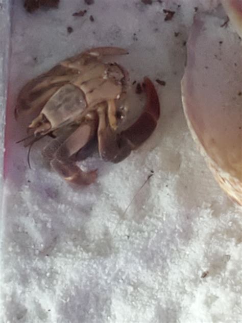 Is my hermit crab dead or molting?