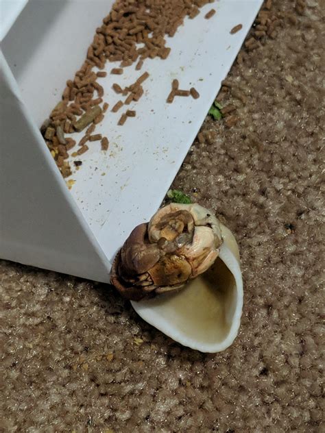 Is my hermit crab dying?