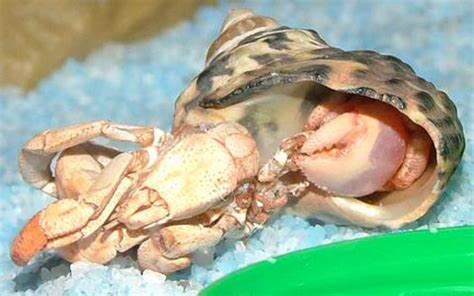 Is my hermit crab dying or molting?