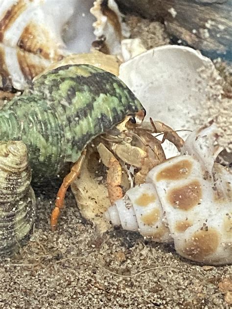 Is my hermit crab sick or molting?