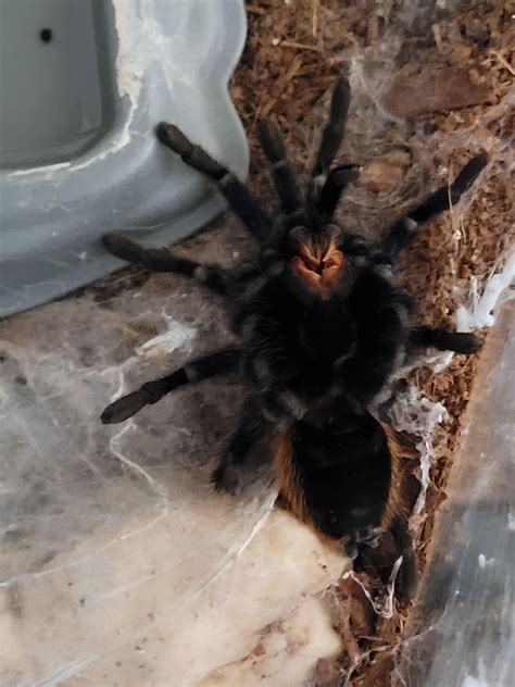 Is my tarantula dead or molting?