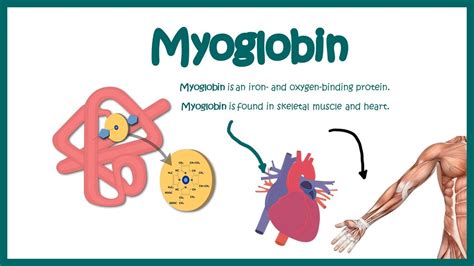 Is myoglobin red?