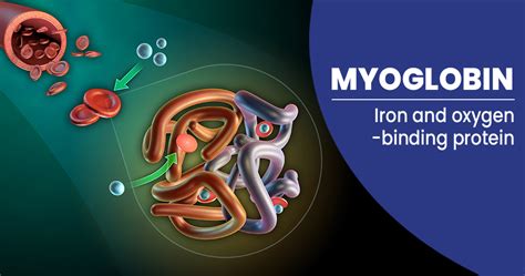 Is myoglobin safe?