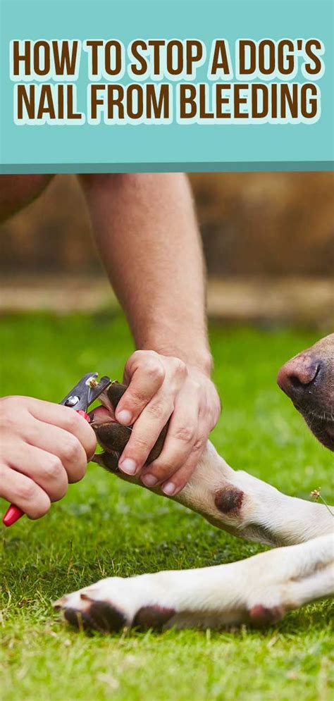 Is nail glue toxic to dogs?