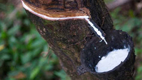 Is natural rubber safe to eat?