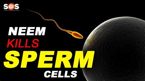 Is neem a sperm killer?