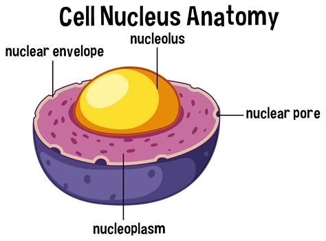 Is nucleuscoop safe?