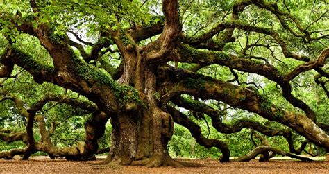 Is oak a sacred tree?