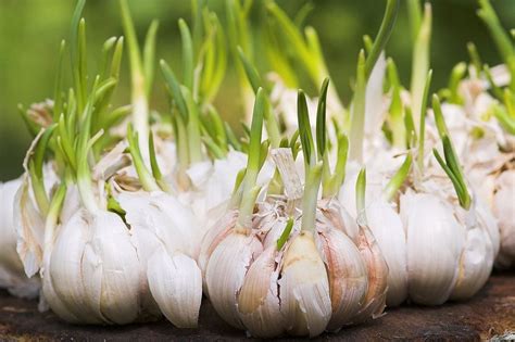 Is older garlic stronger?
