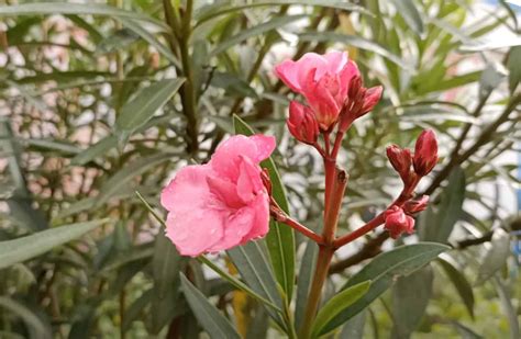 Is oleander poisonous to touch?