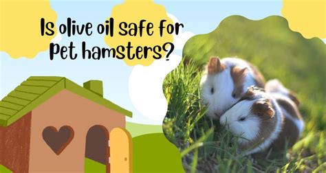 Is olive oil good for hamsters?