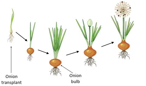 Is onion asexual reproduction?