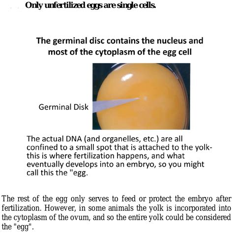 Is ostrich egg a cell?