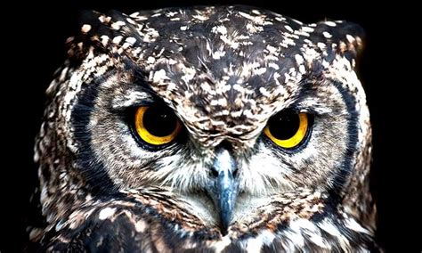 Is owl bad luck in Islam?