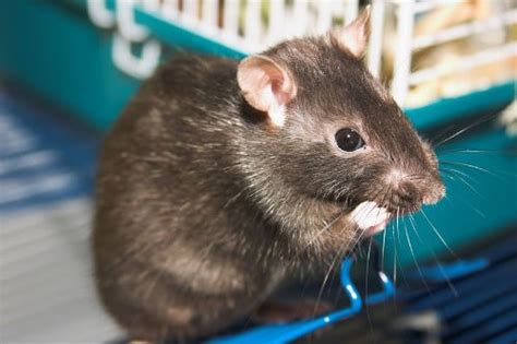 Is owning a rat easy?