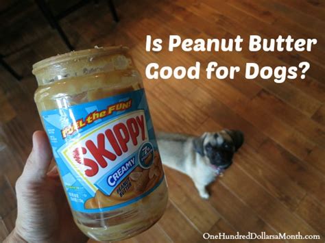 Is peanut butter good for my dog?