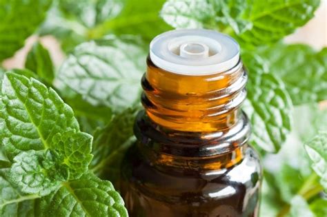Is peppermint oil bad for humans to breathe?