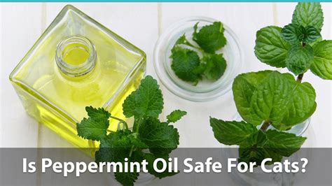 Is peppermint oil safe for cats?