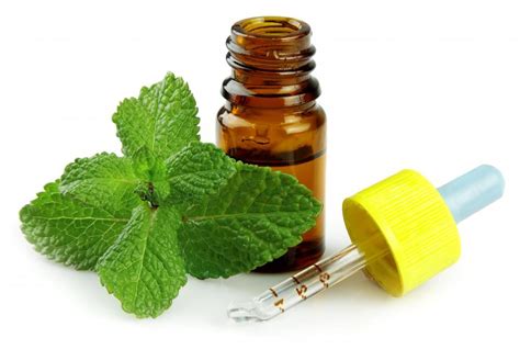 Is peppermint oil the same as peppermint extract?