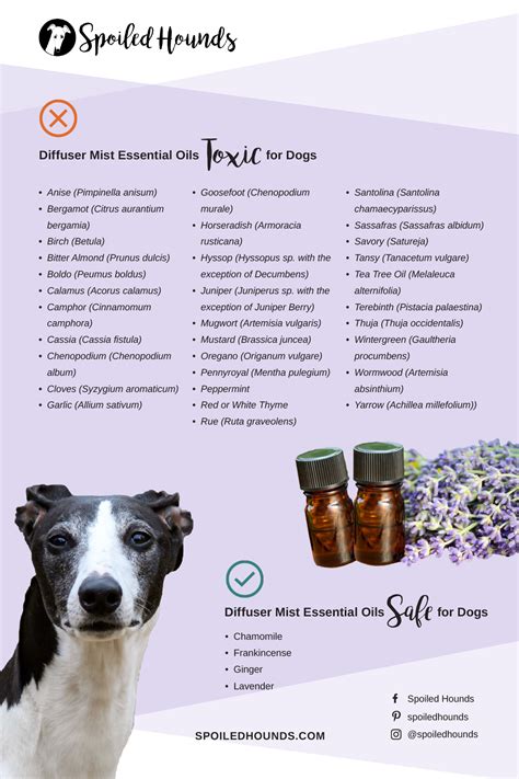 Is peppermint oil toxic to dogs?