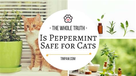 Is peppermint smell OK for cats?