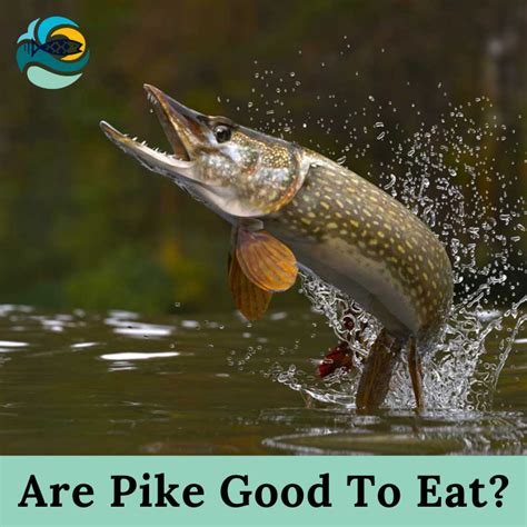 Is pike a good eating fish?