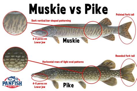 Is pike similar to salmon?
