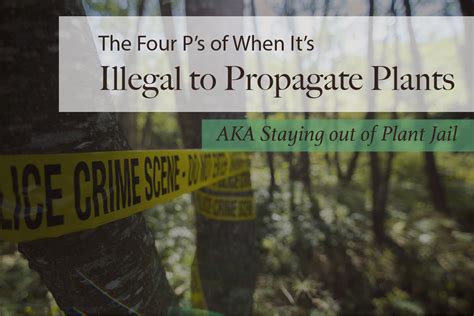 Is plant propagation illegal?
