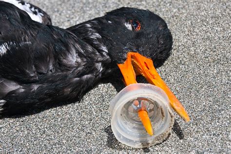 Is plastic toxic to birds?