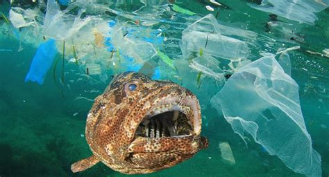 Is plastic toxic to fish?