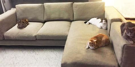 Is polyester couch good for cats?