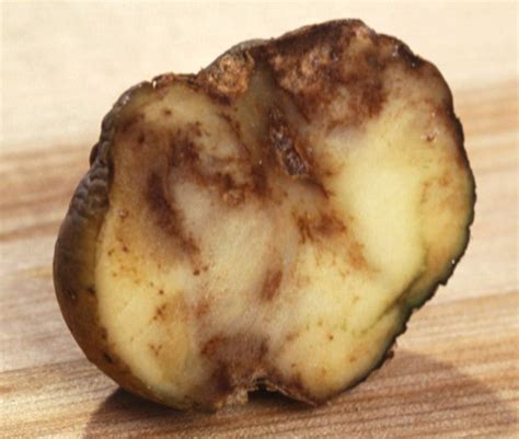 Is potato blight a fungi?