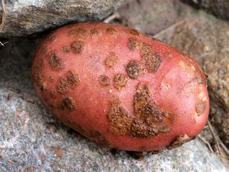 Is potato scab safe to eat?