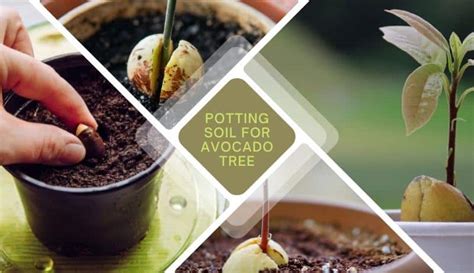 Is potting soil good for avocado trees?