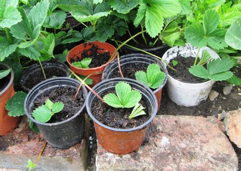Is potting soil good for strawberries?