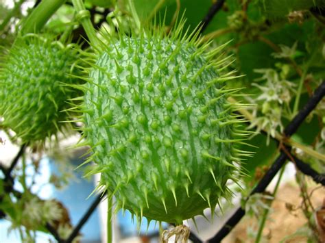 Is prickly a fruit?