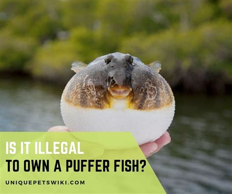 Is puffer fish illegal in the US?