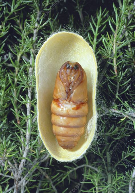 Is pupa and cocoon the same?