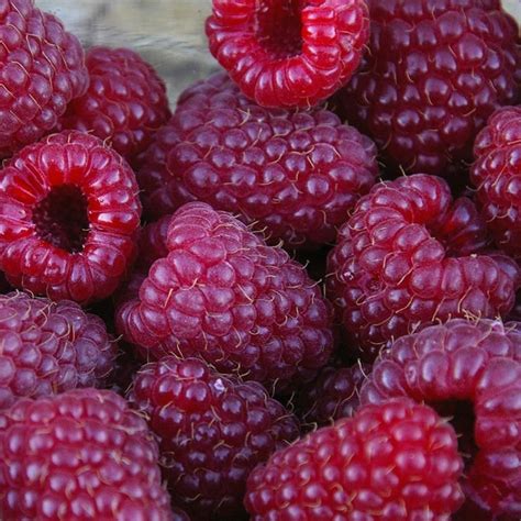 Is purple raspberry a real fruit?