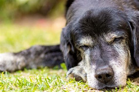 Is putting a dog to sleep painful?