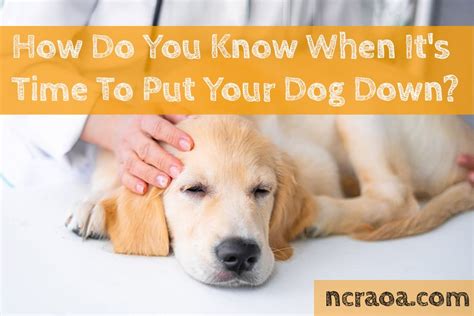 Is putting a pet down painful?