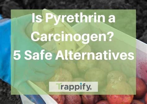 Is pyrethrum cancerous?