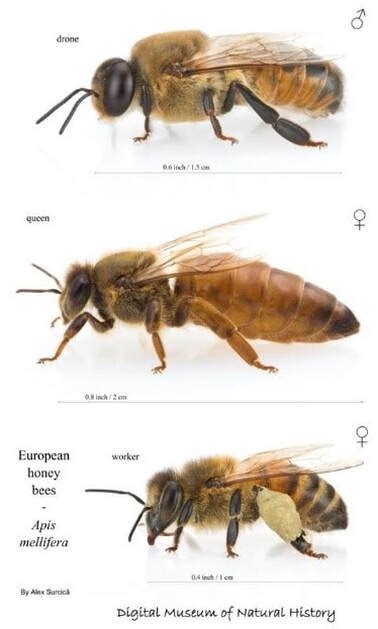 Is queen bee male or female?