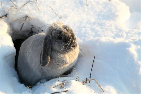 Is rabbit fur warm?