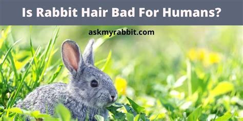 Is rabbit hair harmful to humans?