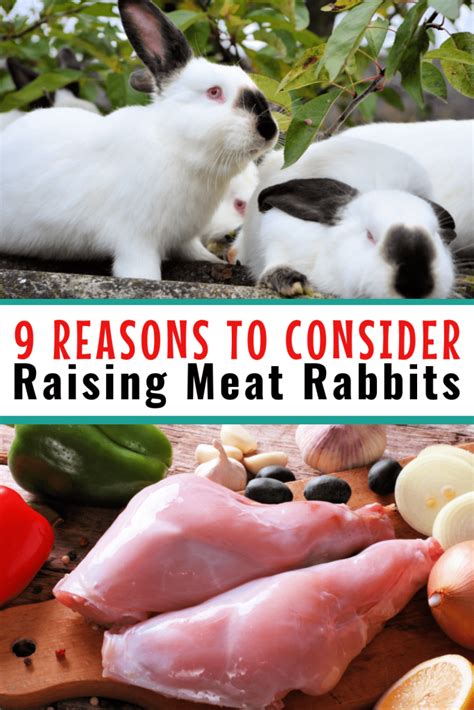 Is rabbit the healthiest meat?
