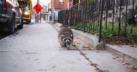 Is raccoon city in Toronto?