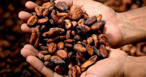 Is raw cacao inflammatory?